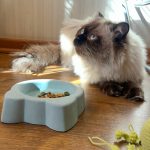 ظرف غذای سنگی گربه هفت سنگ مدل بونی (Bonnie)
