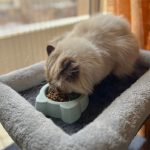 ظرف غذای سنگی گربه هفت سنگ مدل بونی (Bonnie) - Image 2
